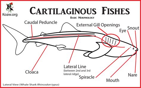 cartilaginous fish